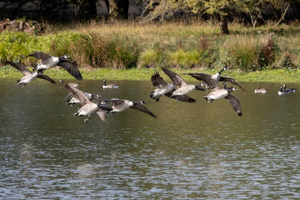 Kanada Kazları (Branta canadensis) Sussex 'te bir göle varıyor