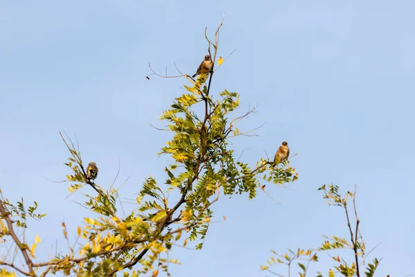 Avrupa ispinozu yaz güneşinin tadını çıkarıyor.