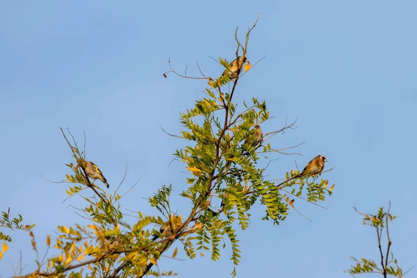 European Goldfinch Enjoying Early Morning Late Summer Sunshine — Stock Photo, Image