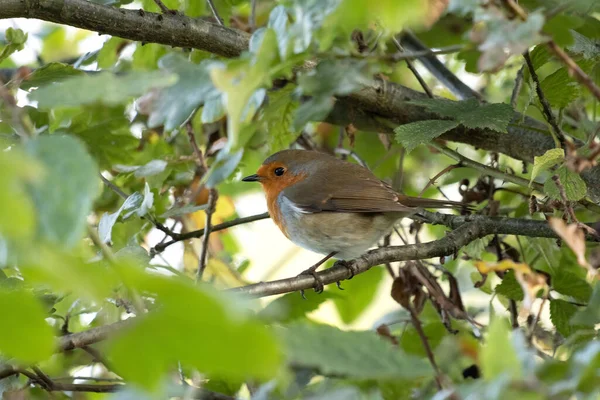 Robin Regardant Alerte Dans Arbre Matin Été — Photo