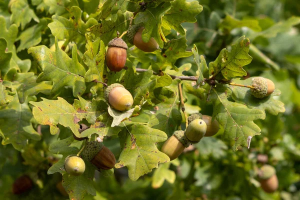 Acorns Rijpen Een Eik Bij East Grinstead — Stockfoto