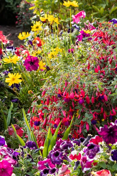Летние Цветы Цветут Клумбе Английском Саду — стоковое фото