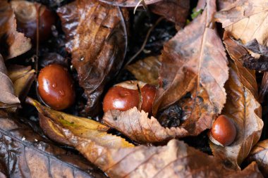 At Kestanesi Ağacı 'nın olgun meyvesi genellikle yerde kestane ağacı olarak bilinir.