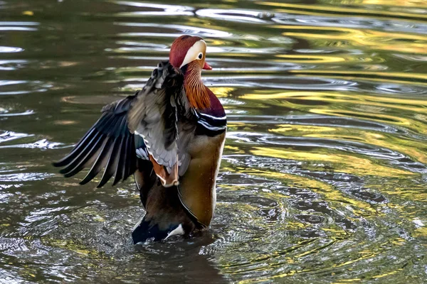 Pato Mandarim Aix Galericulata Lago Parque Tilgate Sussex — Fotografia de Stock