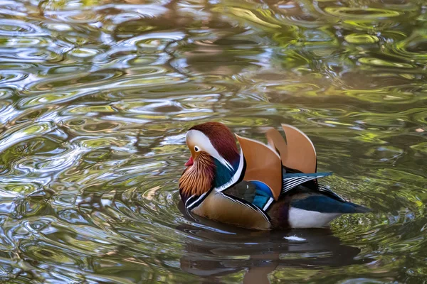 Pato Mandarín Aix Galericulata Lago Tilgate Park Sussex —  Fotos de Stock