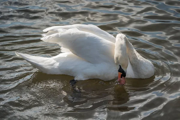 Wyciszony Łabędź Jeziorze Tilgate Park Crawley — Zdjęcie stockowe