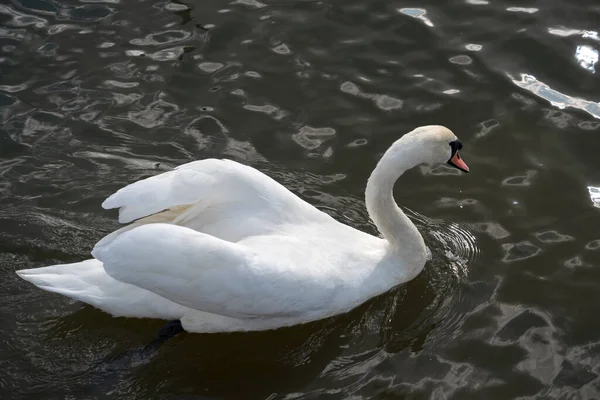 Mute Swan Tilgate Park Lake Crawley — Stock Photo, Image