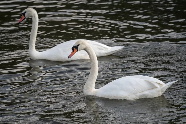 Mute Swans Tilgate Park Lake Crawley — Stock Photo, Image