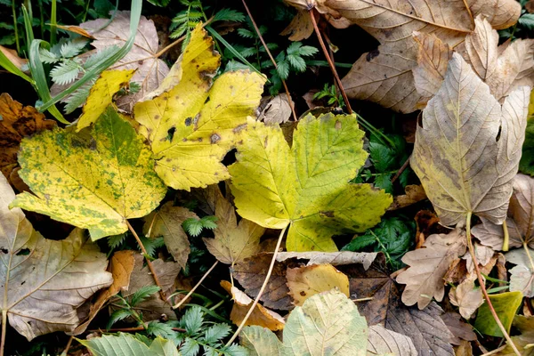 Primeiras Folhas Outono Cair Chão — Fotografia de Stock
