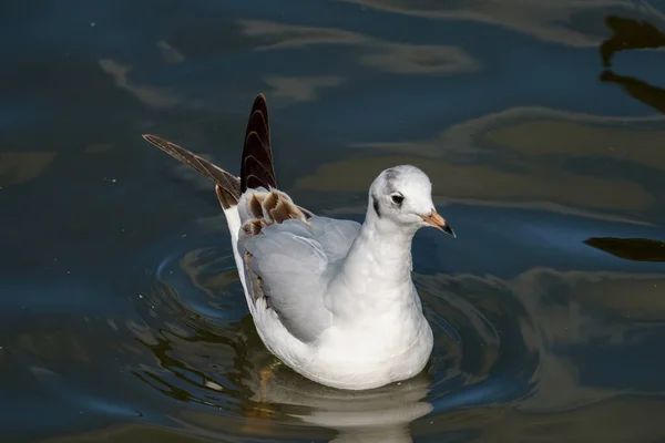 Mouette Tête Noire Nageant Dans Étang Ifield Mill — Photo