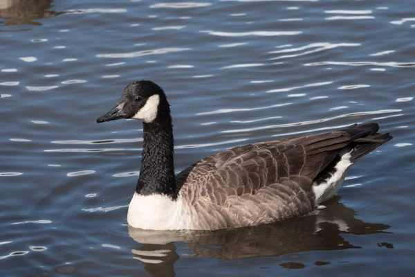 Kanada Gås Simma Ifield Mill Damm — Stockfoto