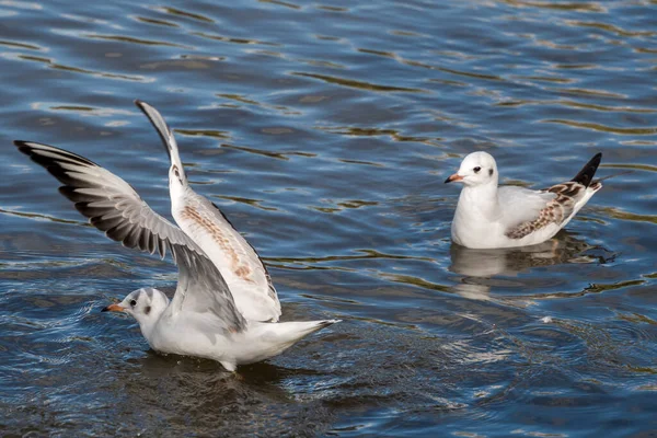 Schwarzkopfmöwe Schwimmt Ifield Mill Teich — Stockfoto