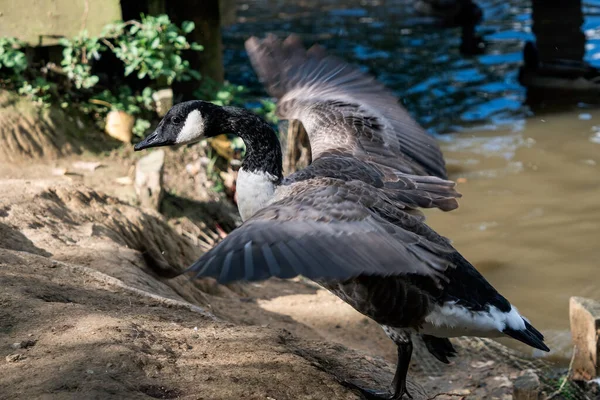 Canada Goose Climbing Out Ifield Mill Pond — Stock Photo, Image