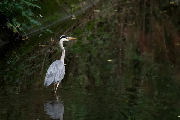 Grey Heron Ardea Cinerea Walking Canal Crawley — Stock Photo, Image