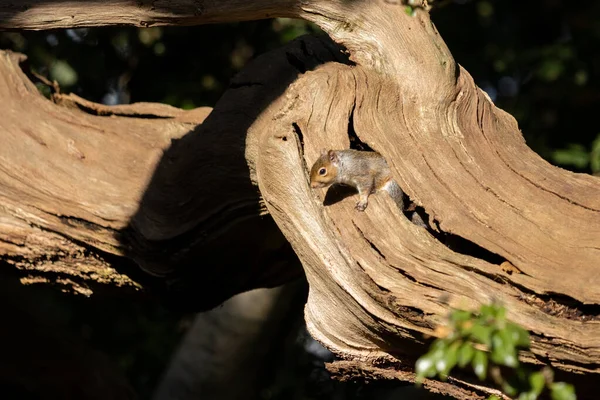 Szürke Mókus Sciurus Carolinensis Késő Délután Őszi Napsütés — Stock Fotó