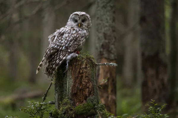 Ural baykuşu (Strix uralensis) kendi ortamında