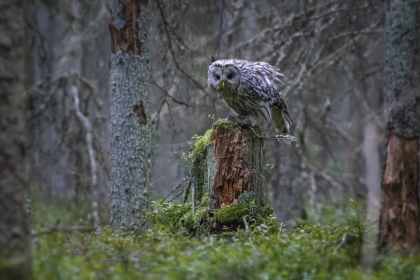 Hibou Oural Strix Uralensis Dans Son Propre Environnement — Photo