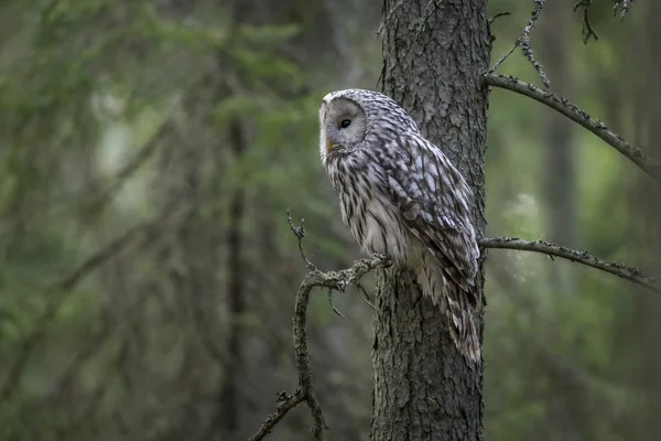 Hibou Oural Strix Uralensis Dans Son Propre Environnement — Photo