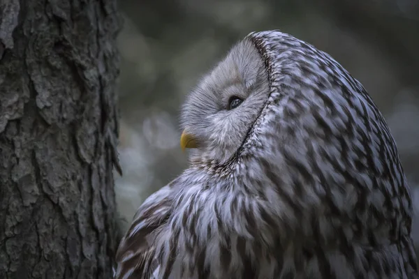 Retrato Búho Los Urales Strix Uralensis — Foto de Stock