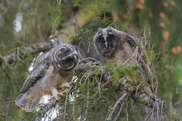 Langohr Eule Asio Otus — Stockfoto