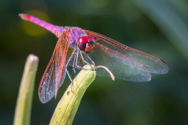 Violet Dropwing Violet Marked Darter Purple Blushed Darter Plum Coloured — Stock Photo, Image