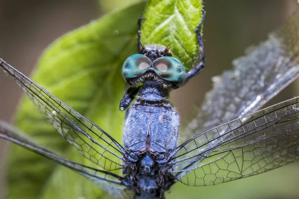 Southern Skimmer Orthetrum Brunneum — Stock Photo, Image