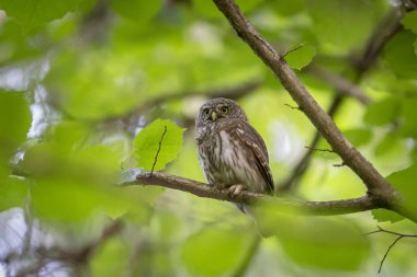 Avrasya cüce baykuş (Glaucidium passerinum)