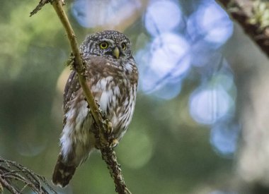 Avrasya cüce baykuş (Glaucidium passerinum)