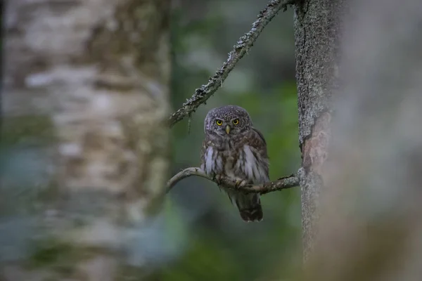 Hibou Pygmée Eurasie Glaucidium Passerinum — Photo