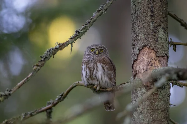 유라시아 올빼미 Glaucidium Passerinum — 스톡 사진