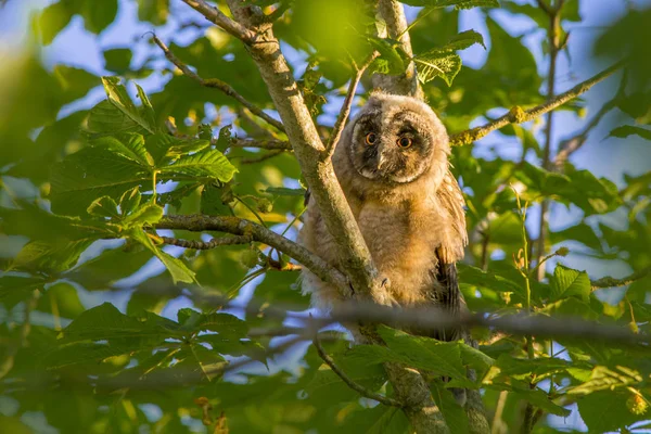 Langohr Eule Asio Otus — Stockfoto