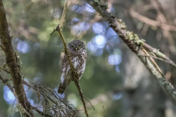 Hibou pygmée d'Eurasie (Glaucidium passerinum ) — Photo