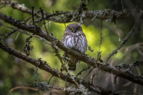 Eurasian Pygmy Owl Glaucidium Passerinum — Stock Photo, Image