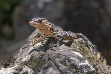Asya su monitörü (Varanus salvator)