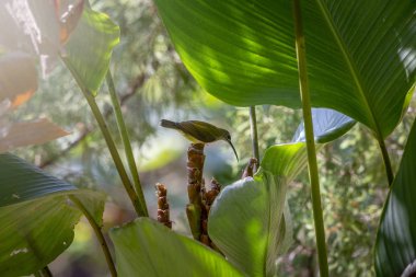 Küçük örümcek avcısı (Arachnothera longirostra))