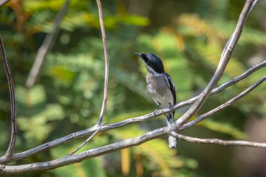 Tayland siyah sinek yakalayıcı