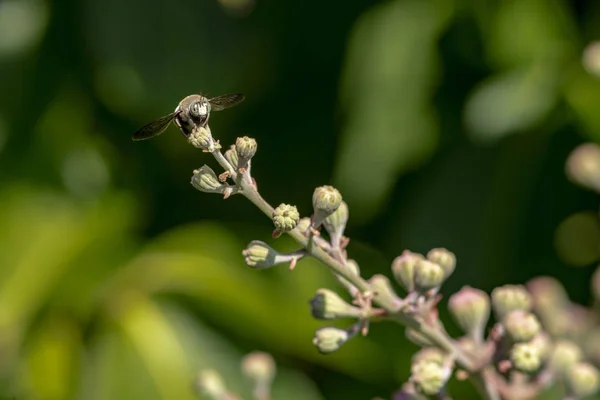 Ásia Bumble Bee Flor — Fotografia de Stock