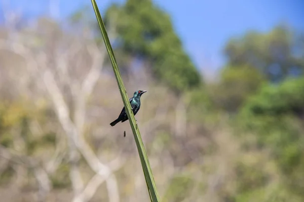 Aziatische Glanzende Spreeuw Aplonis Panayensis — Stockfoto