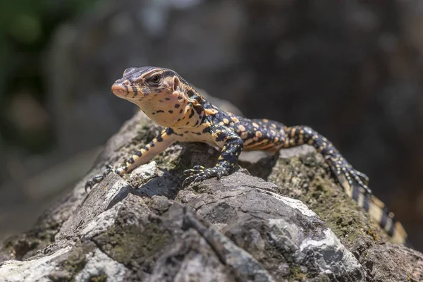 Азиатский Водный Монитор Varanus Salvator — стоковое фото