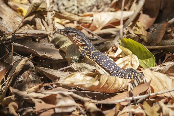 Vodní Monitor Pro Asijské Vody Varanus Salvátor — Stock fotografie