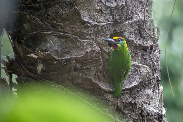 Barbet Gorge Rouge Megalaima Mystacophanos — Photo