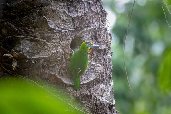 Red Throated Barbet Megalaima Mystacophanos — Zdjęcie stockowe