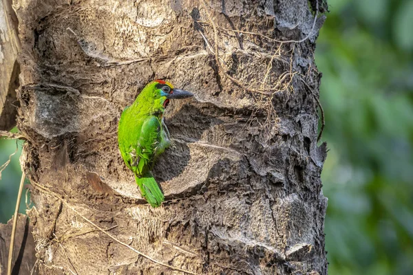 Barbet Garganta Roja Megalaima Mystacophanos —  Fotos de Stock