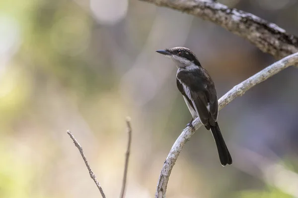 Thaïlande Attrapeur Mouche Noire — Photo