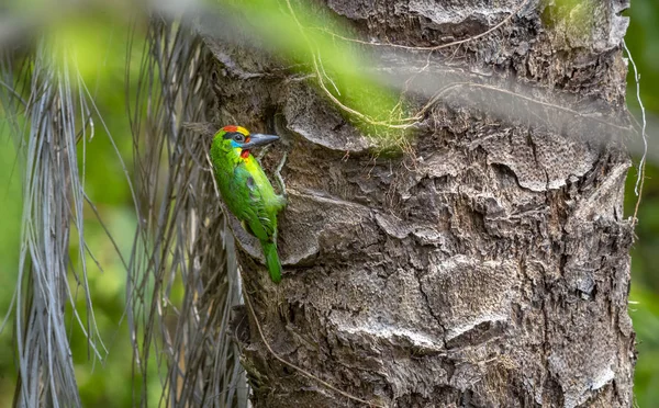 Barbet Garganta Roja Megalaima Mystacophanos —  Fotos de Stock