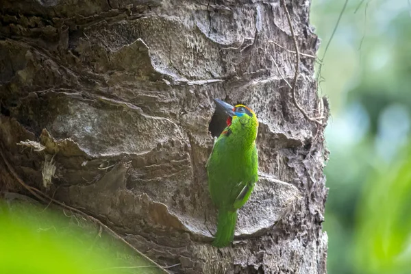 Barbet Gorge Rouge Megalaima Mystacophanos — Photo