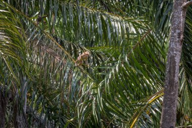 Kütük kuyruklu makak( Macaca arktoides)