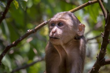 Kütük kuyruklu makak( Macaca arktoides)