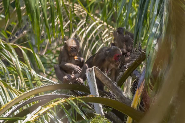 Macaco Cauda Coxa Macaca Arctoides — Fotografia de Stock