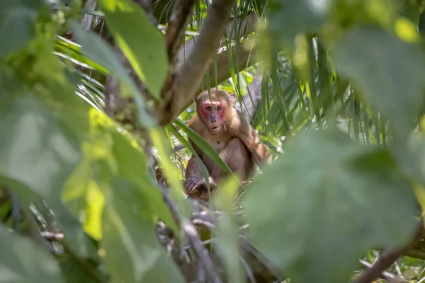 Makaak Macaca Arctoides — Stockfoto